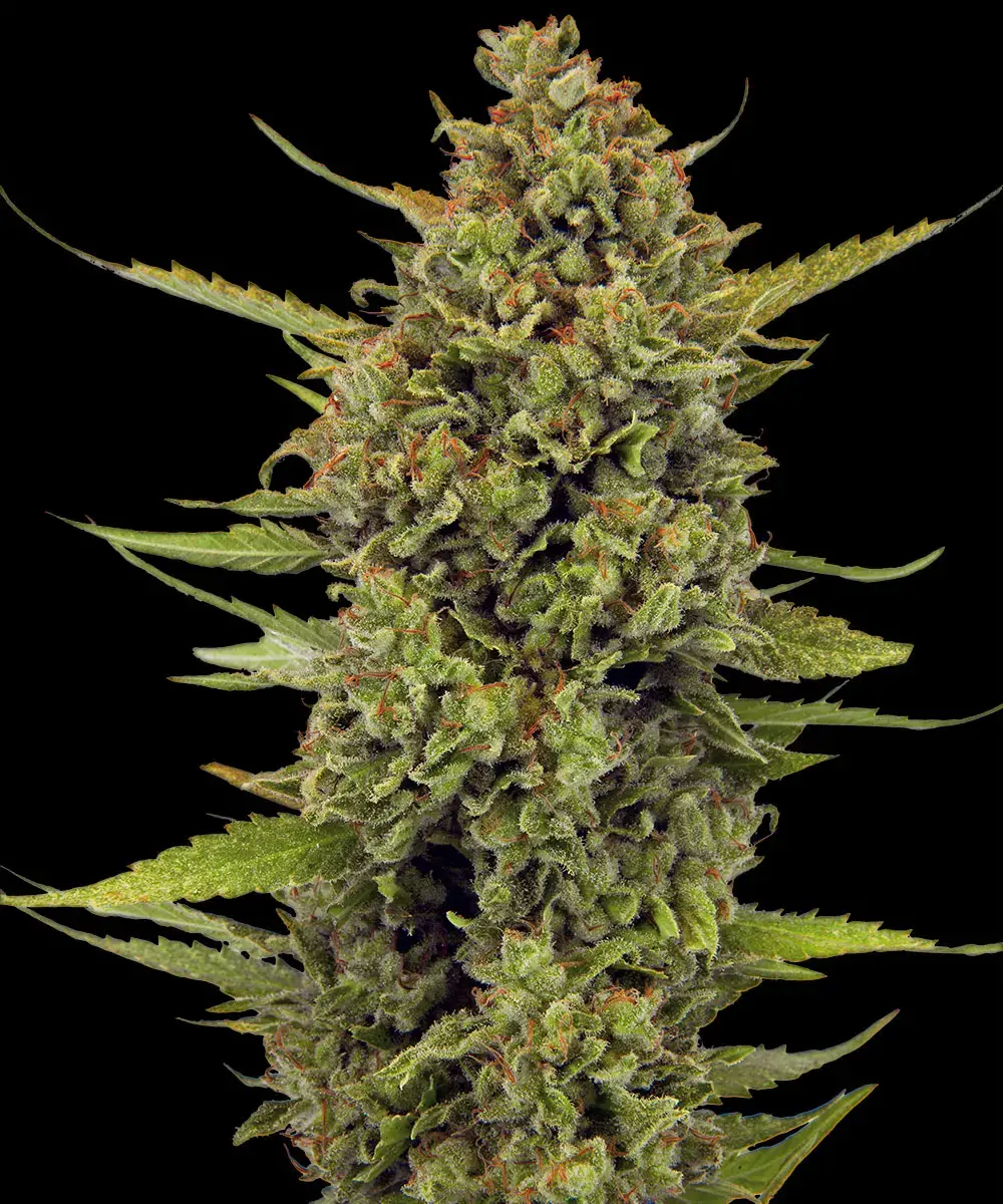 Barneys Farm Acapulco Gold
