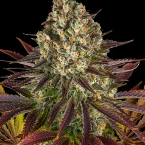 Barneys Farm Biscotti