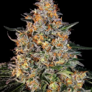 Barneys Farm Bubba Kush