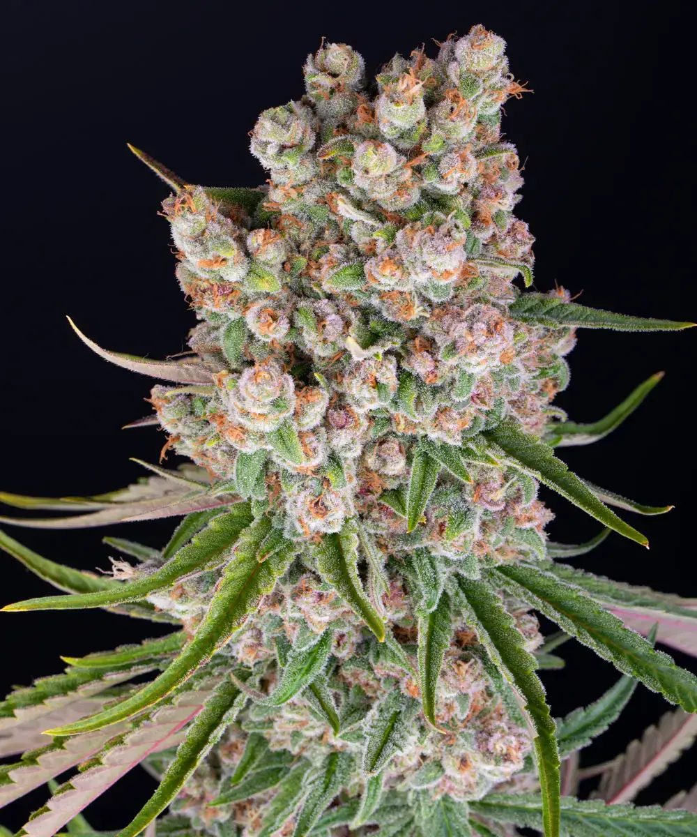 Barneys Farm GMO Auto