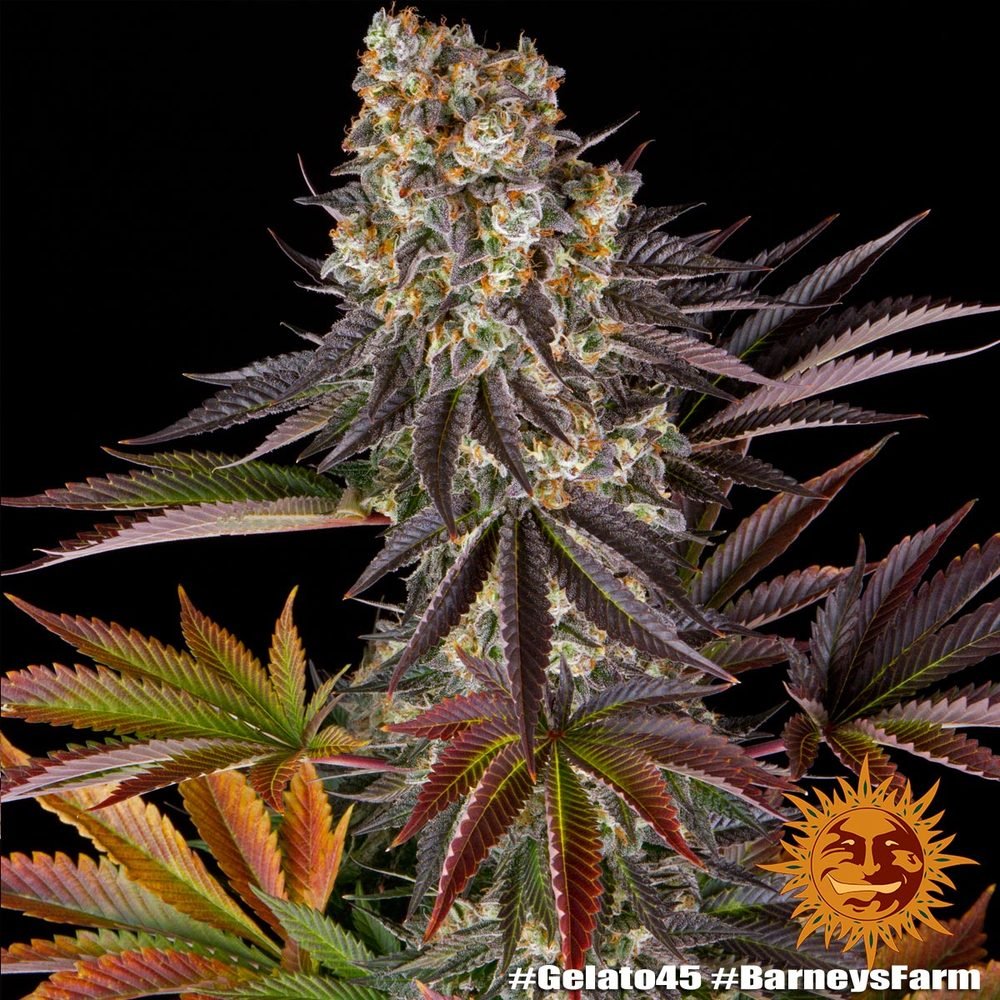 Barneys Farm Gelato 45 10