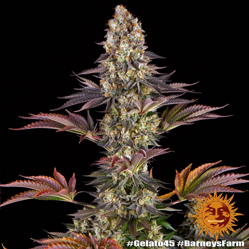 Barneys Farm Gelato 45 8