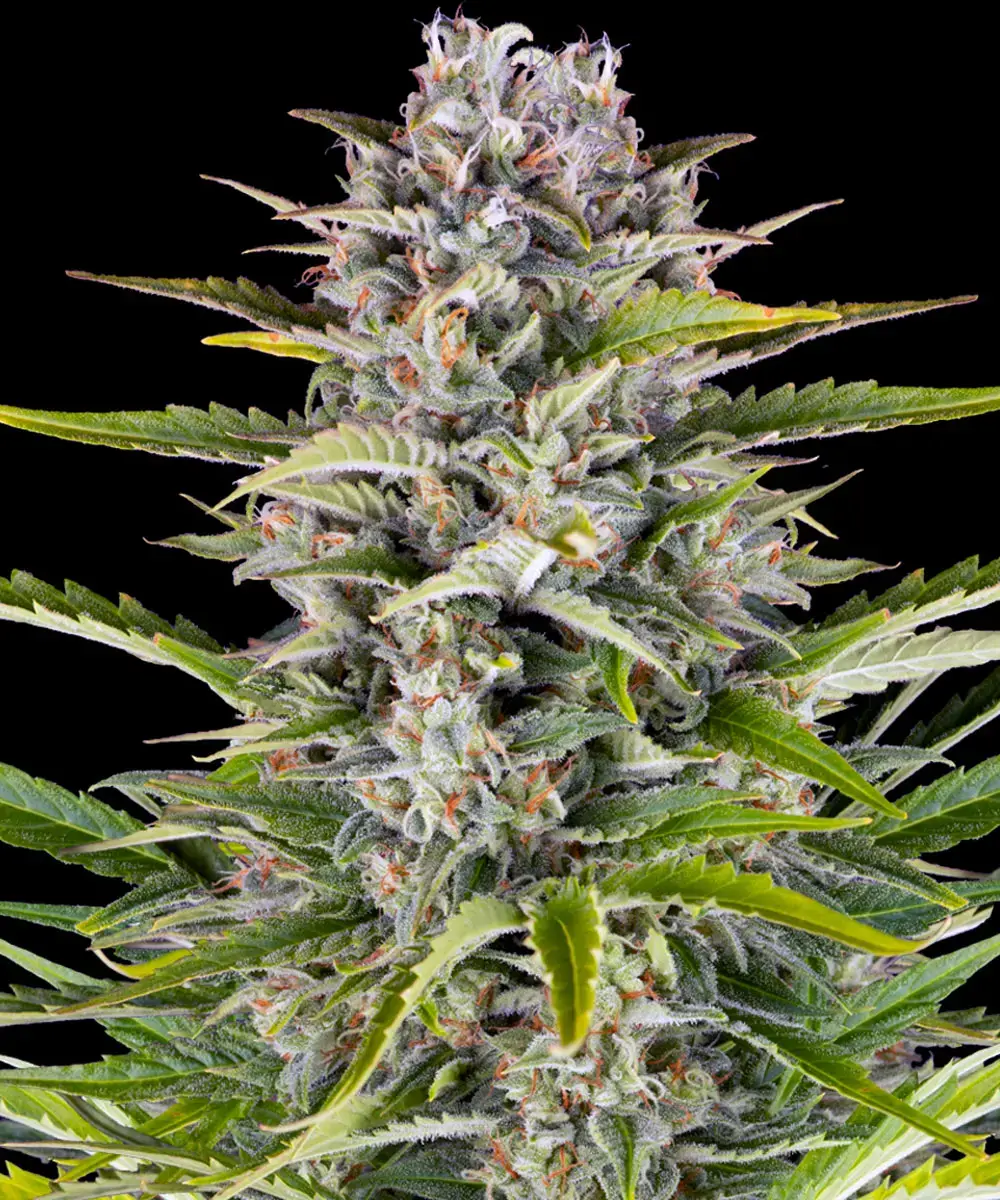 Barneys Farm Gorilla Zkittlez Auto