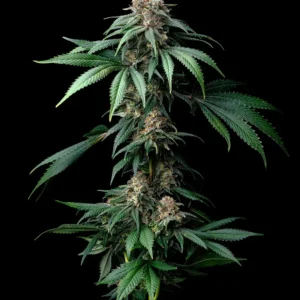 Barneys Farm Mendo Breath