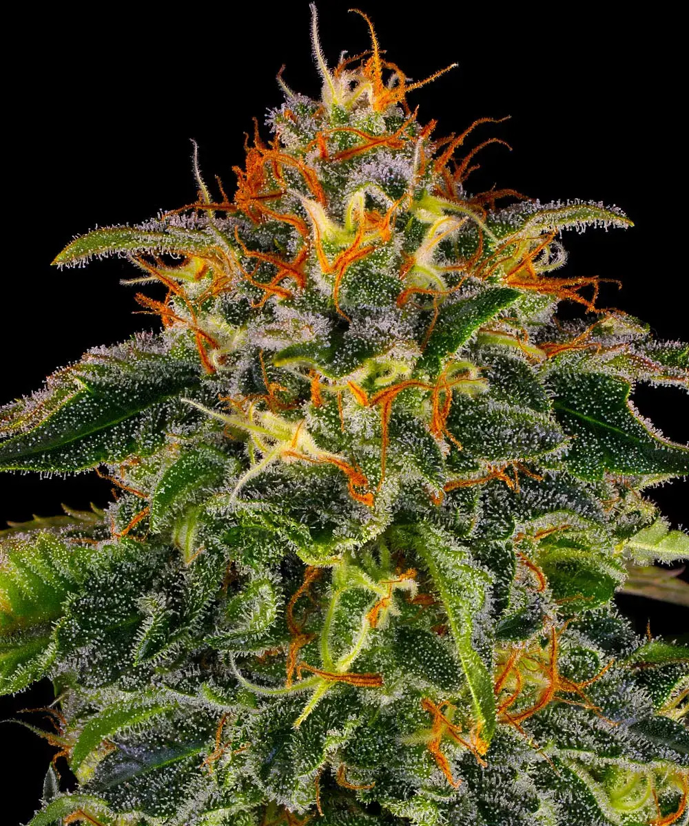 Barneys Farm Moby Dick