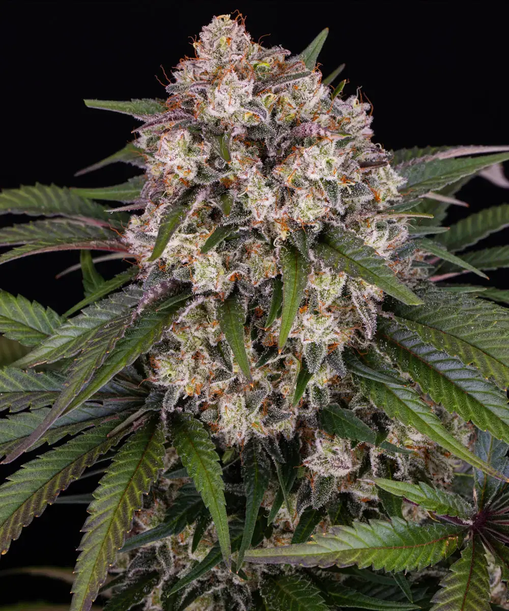 Barneys Farm OG Kush Auto