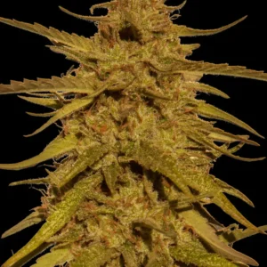 Barneys Farm Pineapple Haze Regular – 10 Samen