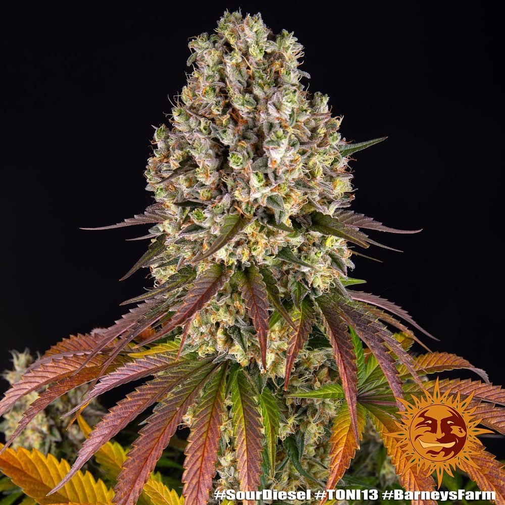 Barneys Farm Sour Diesel 3
