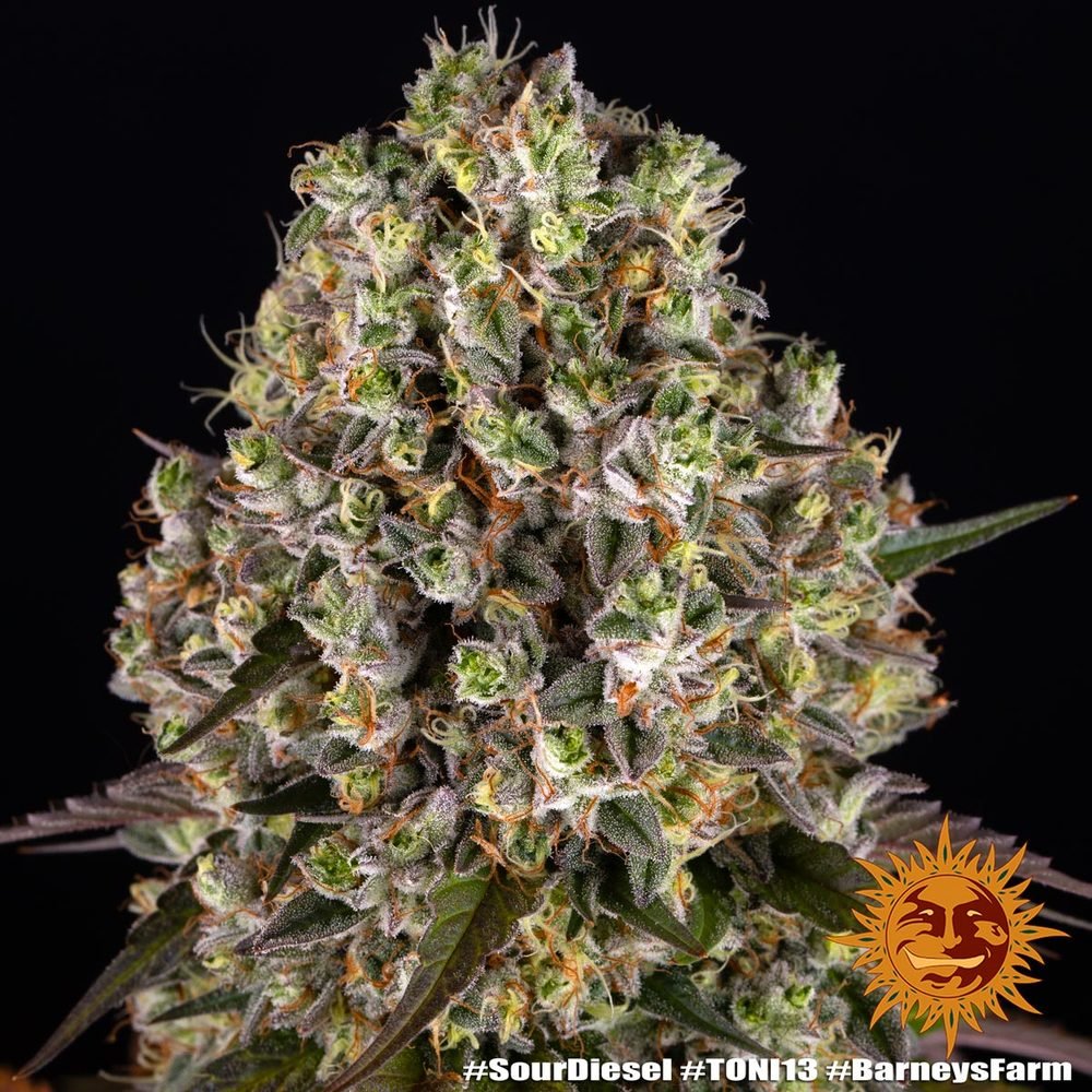 Barneys Farm Sour Diesel 5