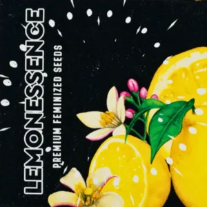 Doja Lemonessence – 6 Stück