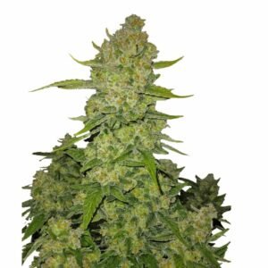 Fast Buds Papaya Cookies Auto