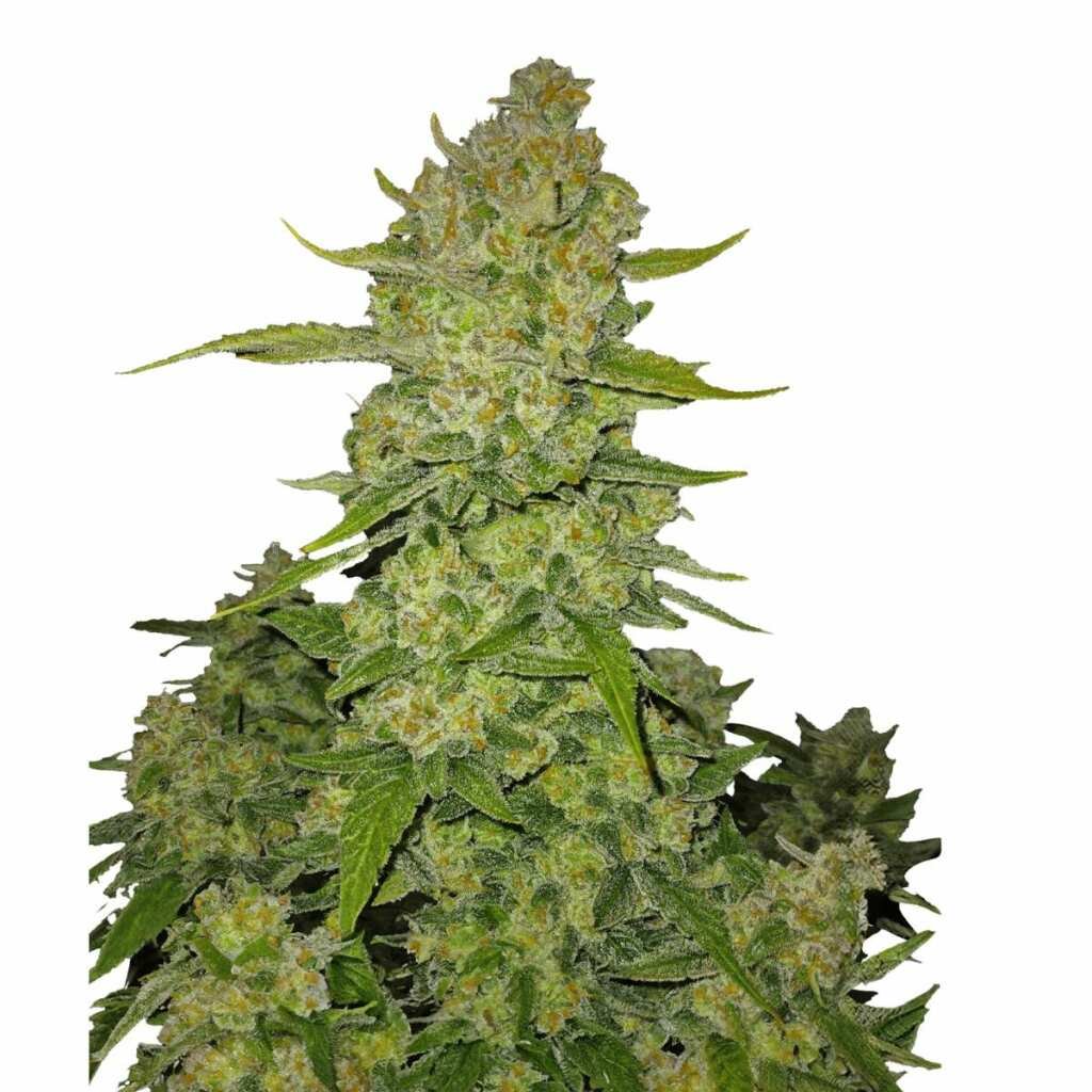 Fast Buds Papaya Cookies Auto