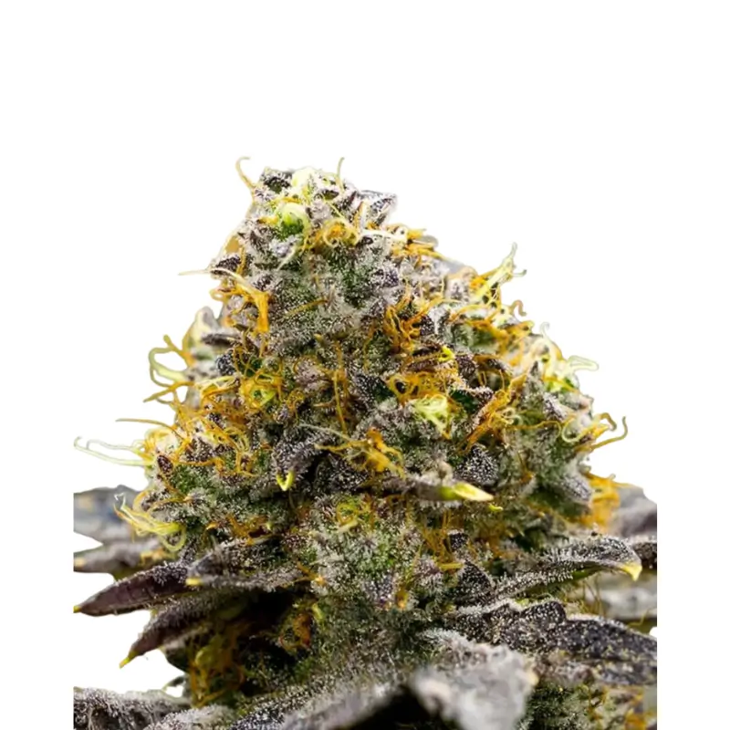 Gelato Ice Cream 800