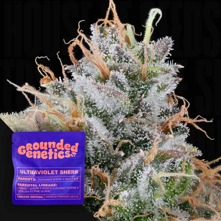 Grounded Genetics Ultraviolet Sherb