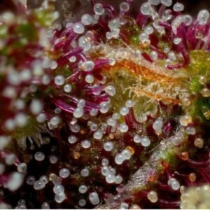 Humboldt Seed Co. Squirt