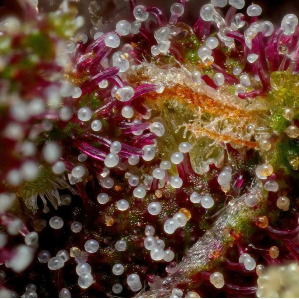 Humboldt Seed Co. Squirt