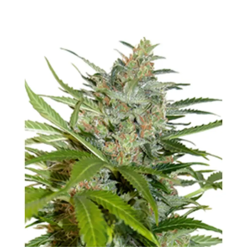 Northern Lights Auto 800