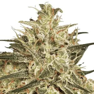 Paradise Seeds Atomical Haze