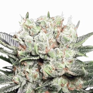 Paradise Seeds Californian Gold