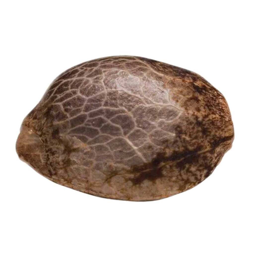 Paradise Seeds El Dorado OG Feminisierte Cannabissamen 2