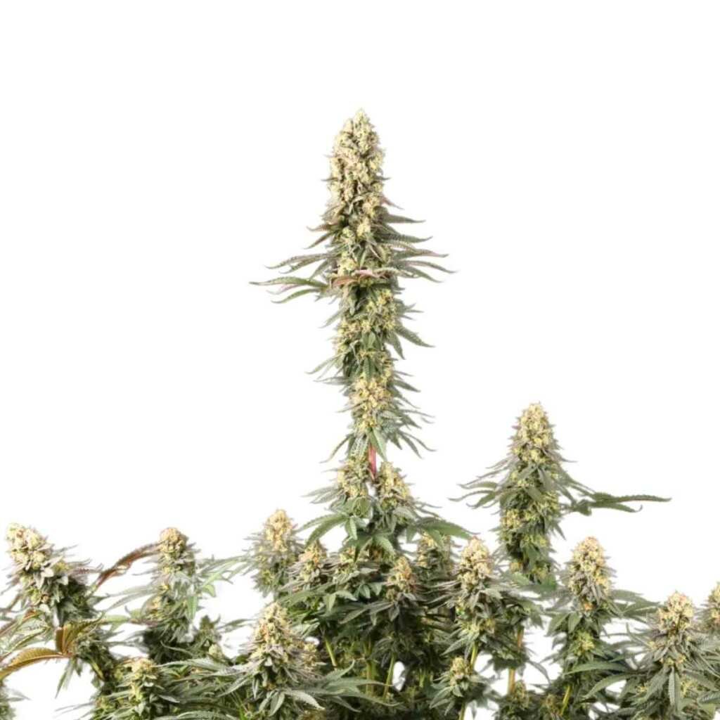 Paradise Seeds El Dorado OG Feminisierte Cannabissamen 3