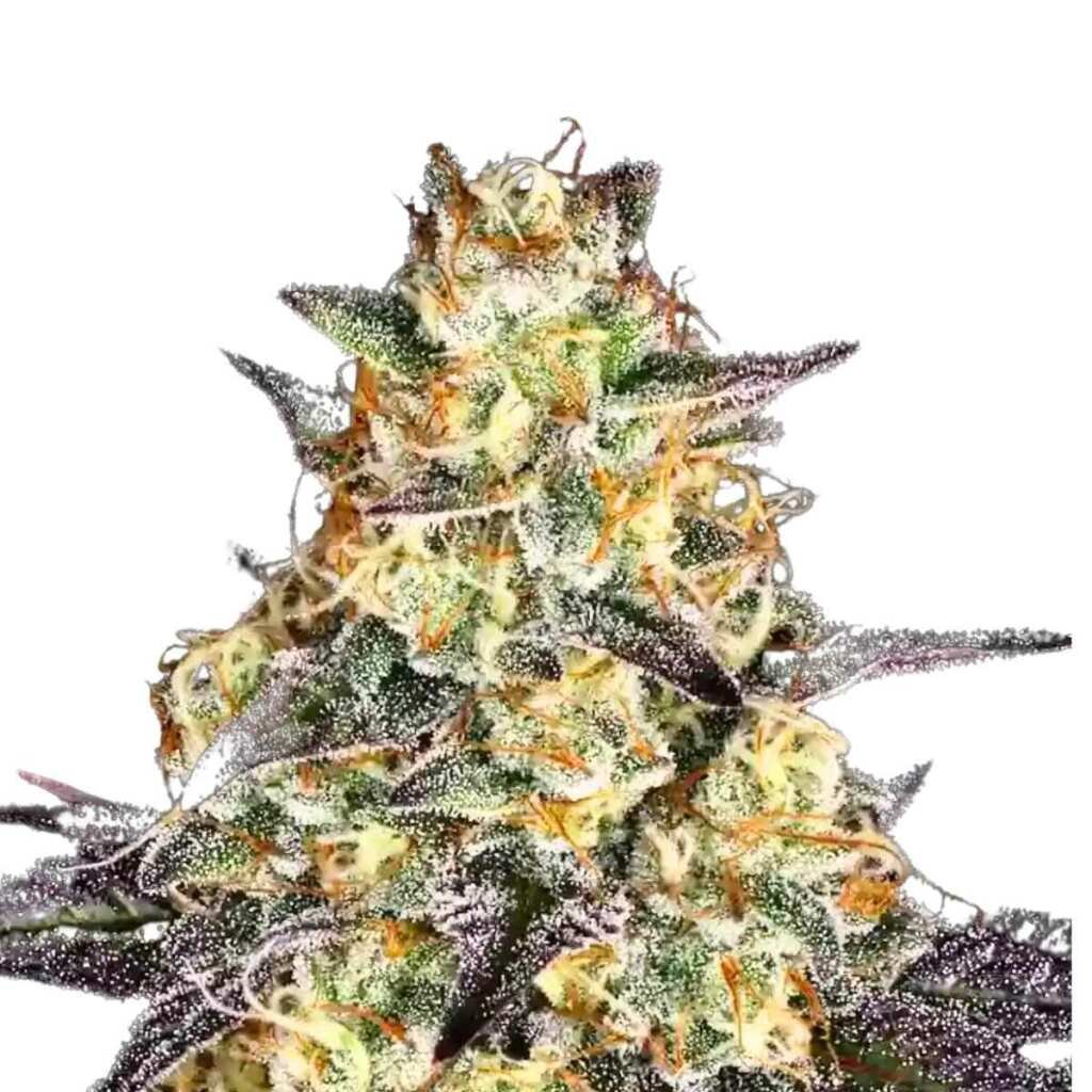 Paradise Seeds El Dorado OG Feminisierte Cannabissamen