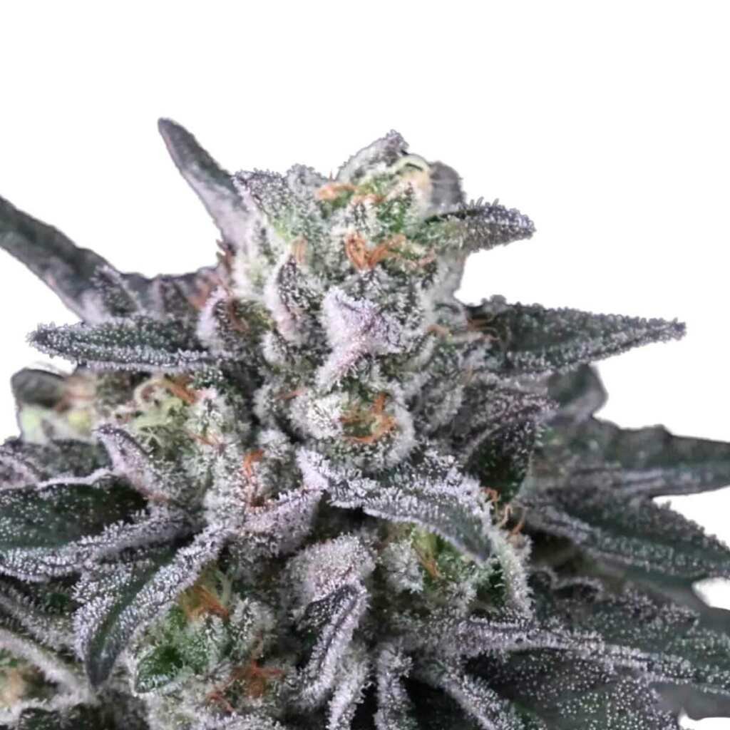 Paradise Seeds Gulupa