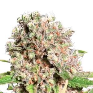 Paradise Seeds Mendocino Skunk