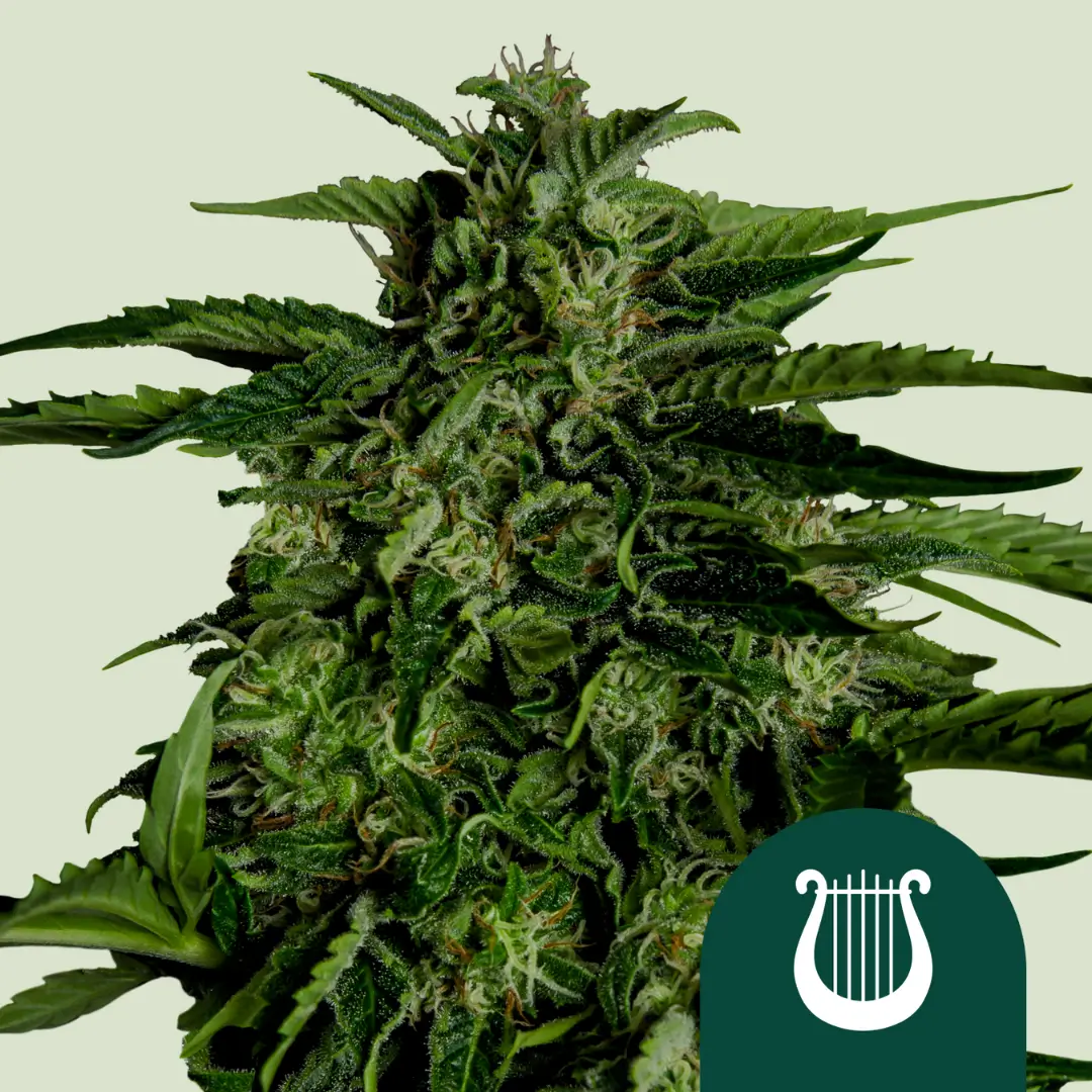 Royal Queen Seeds Apollo F1 2