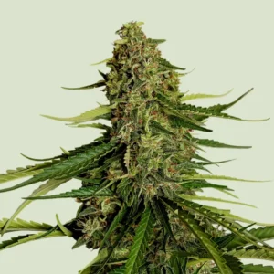 Royal Queen Seeds Gaia F1