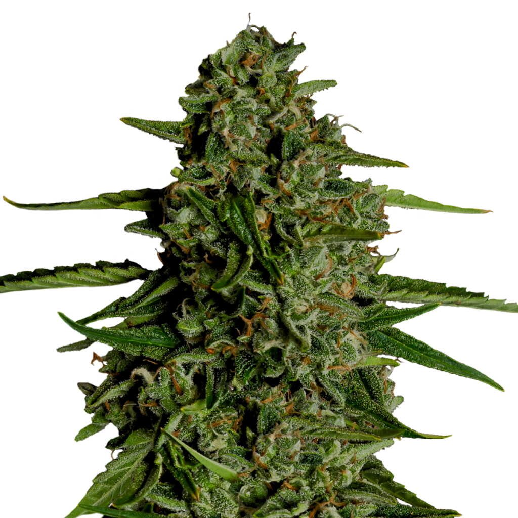 Royal Queen Seeds Medusa F1 Hybrid