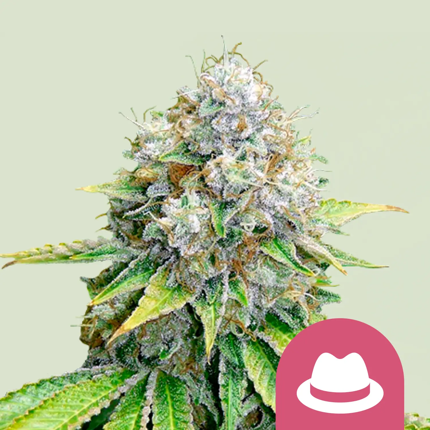 Royal Queen Seeds OG kush