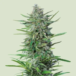 Royal Queen Seeds Purple Punch
