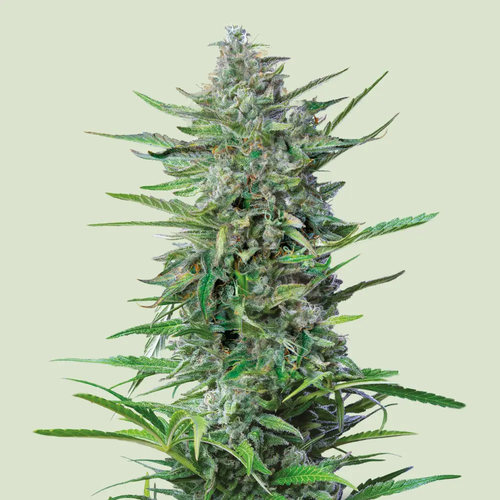 Royal Queen Seeds PurplePunch Fem