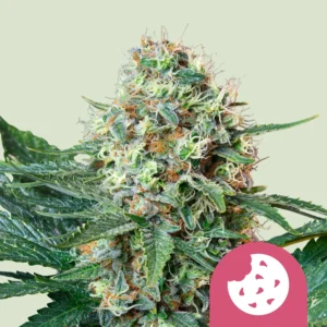 Royal Queen Seeds Royal Cookies