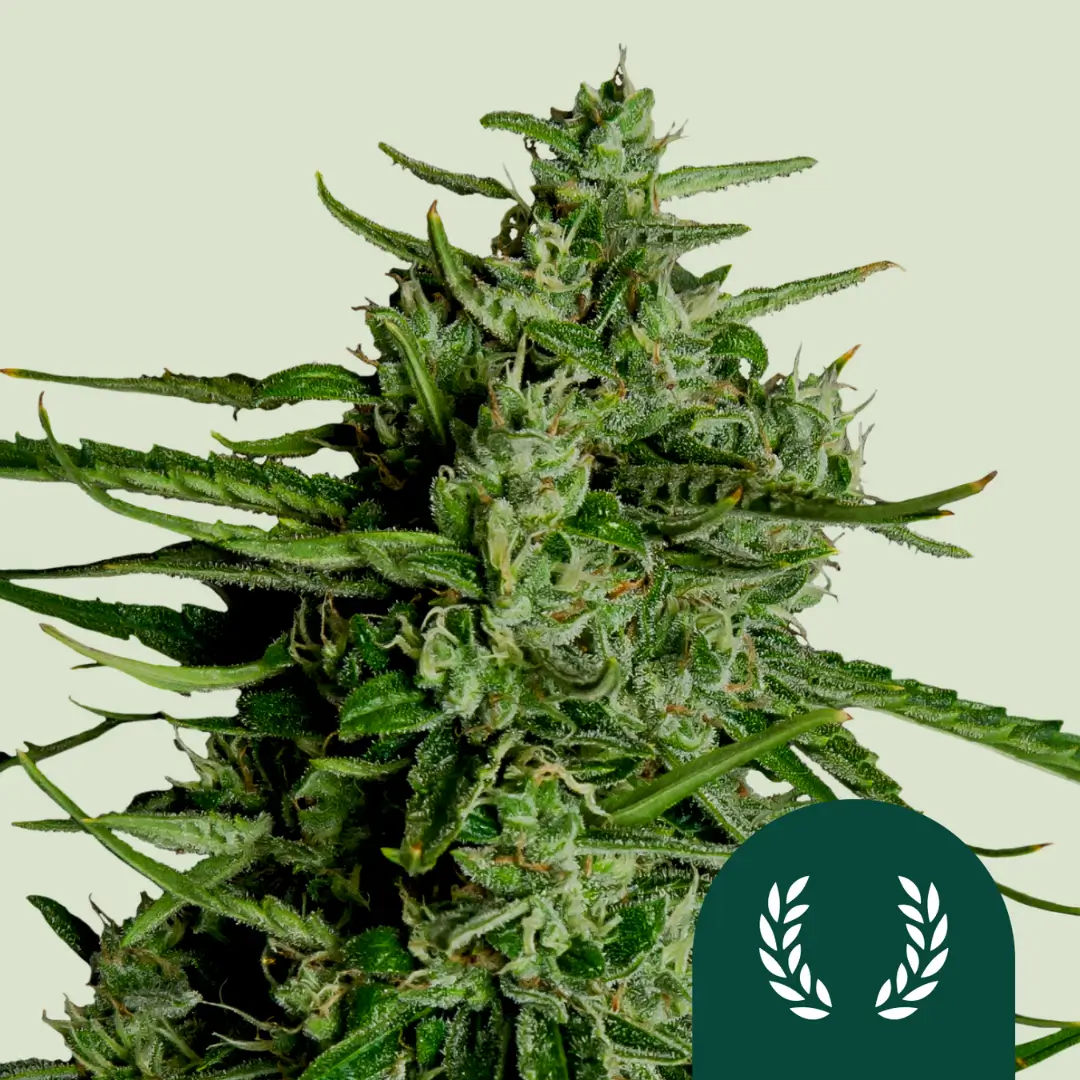 Royal Queen Seeds Titan F1 2