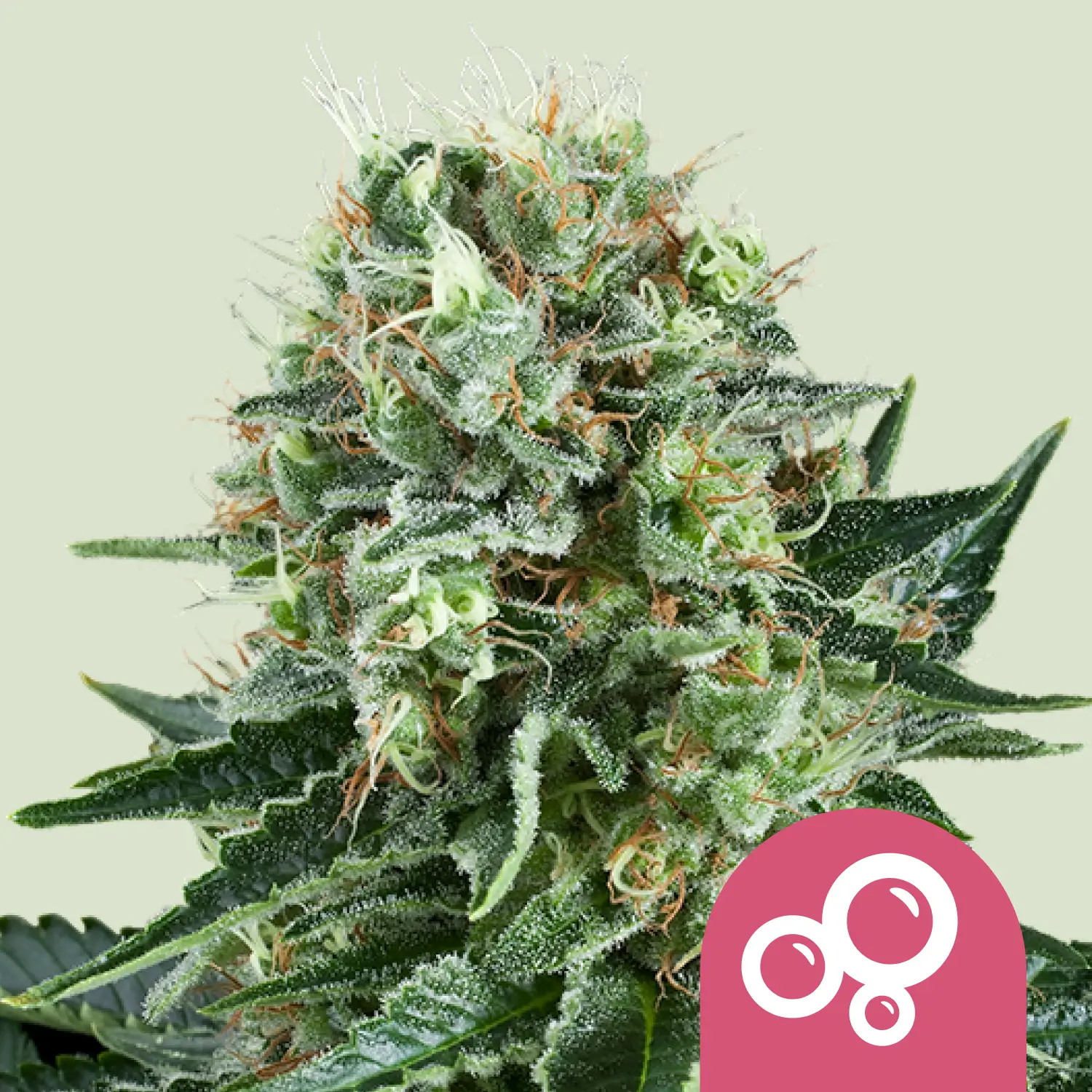 Royal Queen Seeds bubble kush