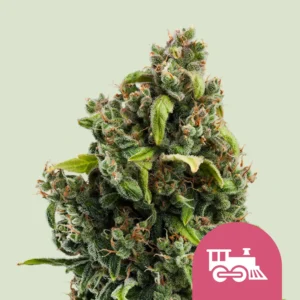 Royal Queen Seeds Candy Kush Express – Fast