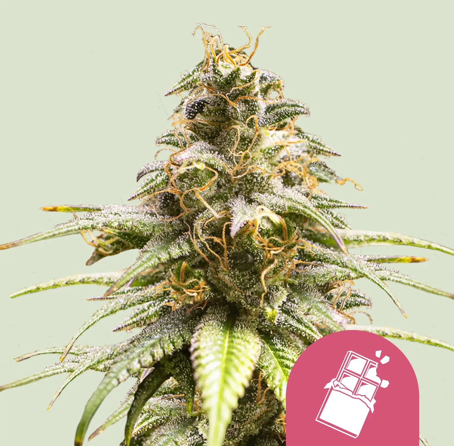 Royal Queen Seeds chocolate haze