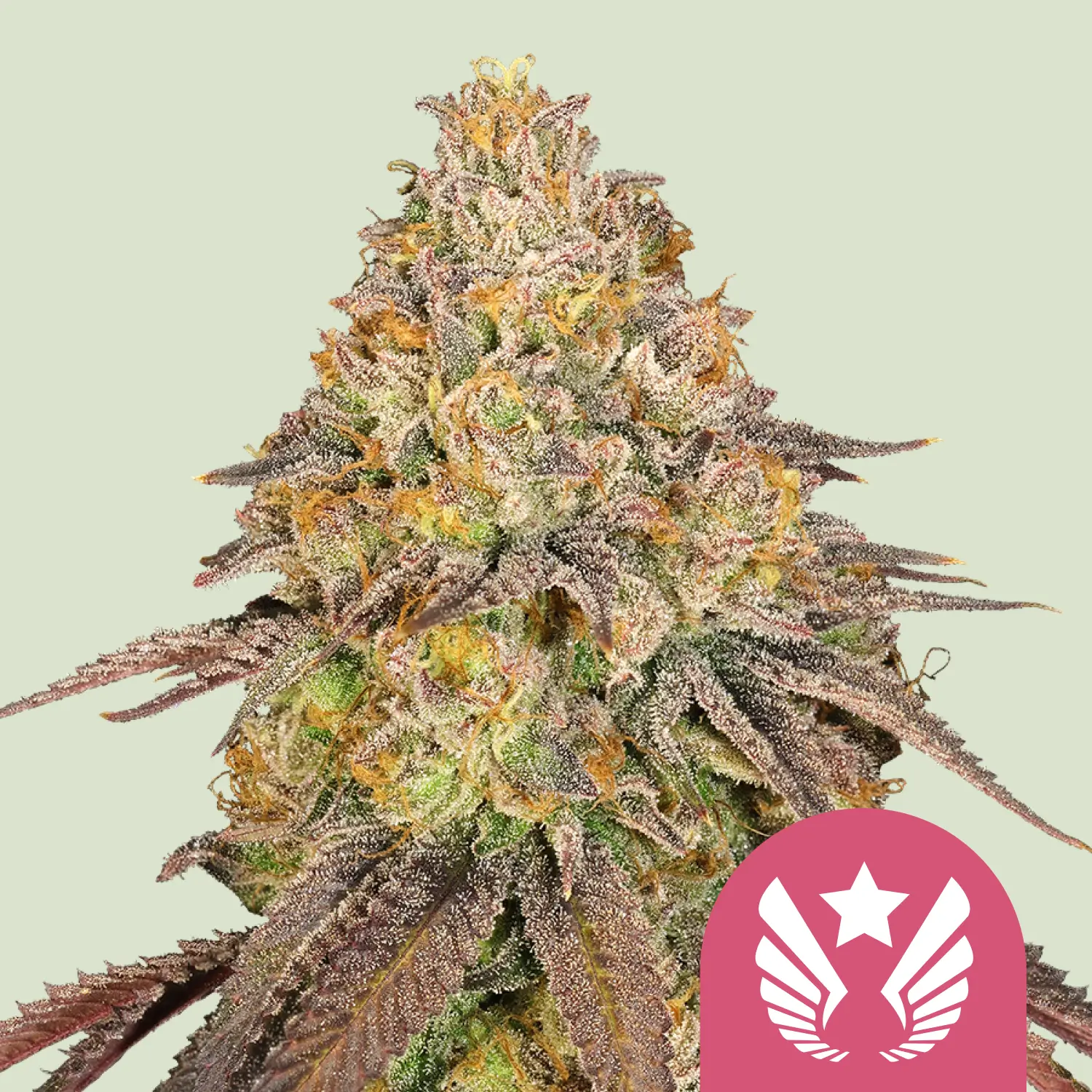 Royal Queen Seeds legendary OG punch