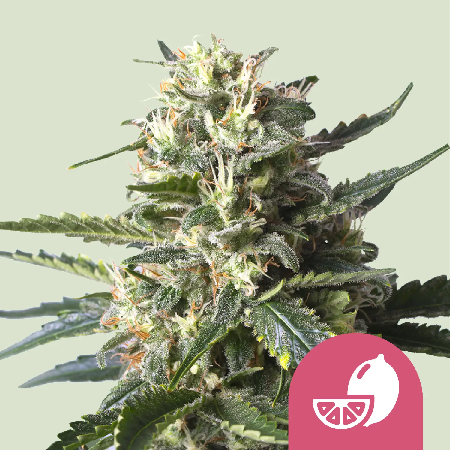 Royal Queen Seeds lemon shining silver haze