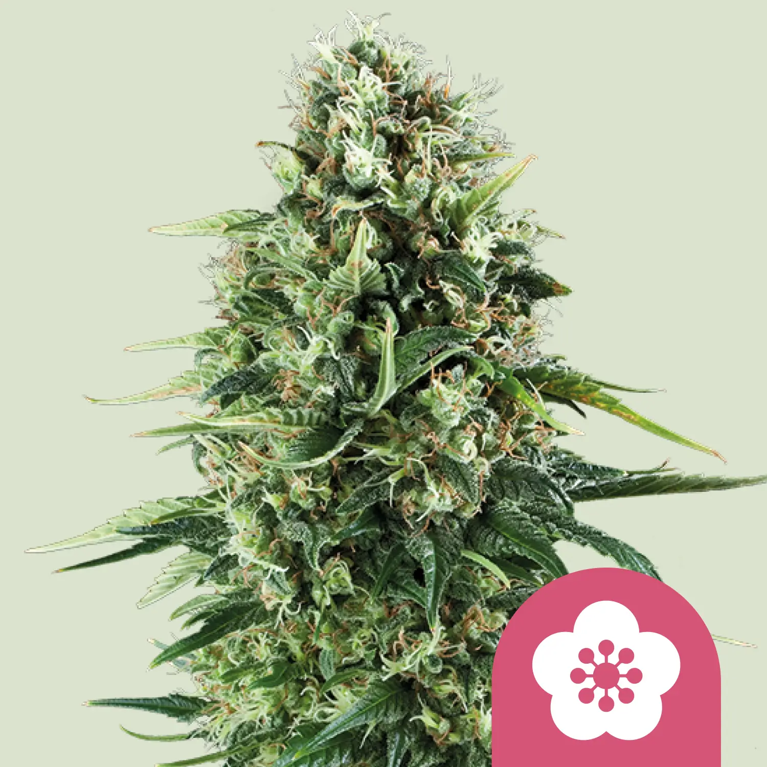 Royal Queen Seeds power flower