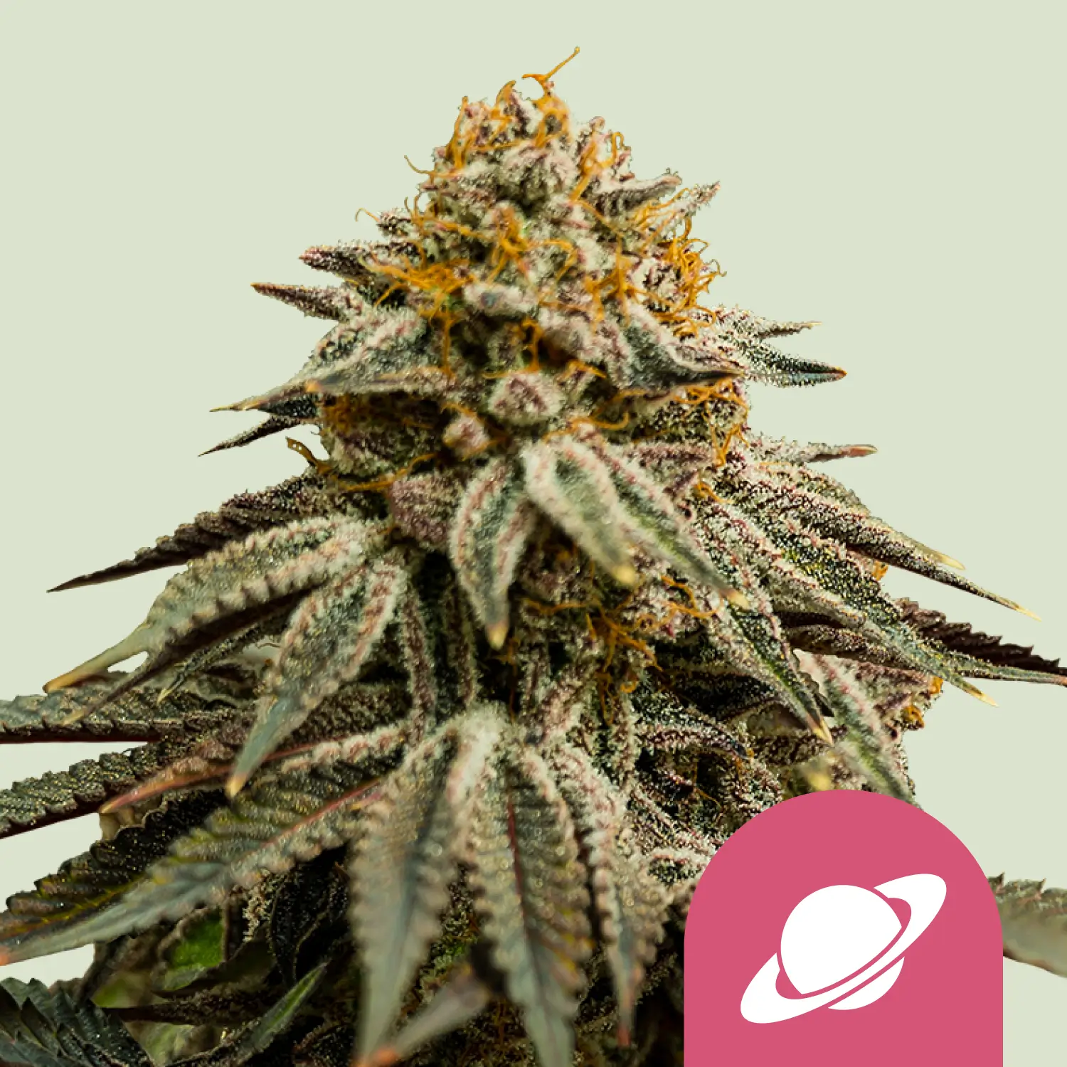 Royal Queen Seeds royal skywalker fem
