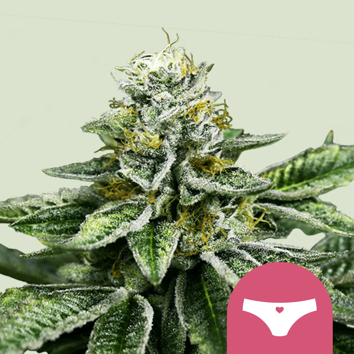 Royal Queen Seeds sherbet queen fem