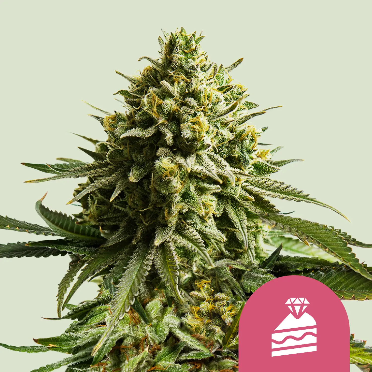 Royal Queen Seeds wedding cake fem