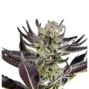 Runtz x Purple Punch