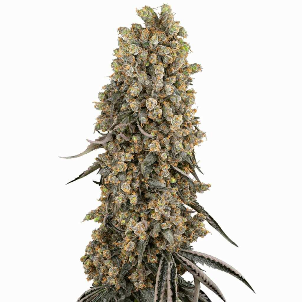 Sensi Seeds Atomic Blue Dream