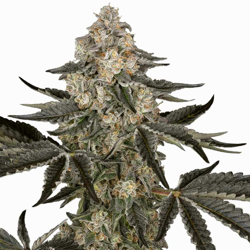 Sensi Seeds Sauvignon Blanc Automatic