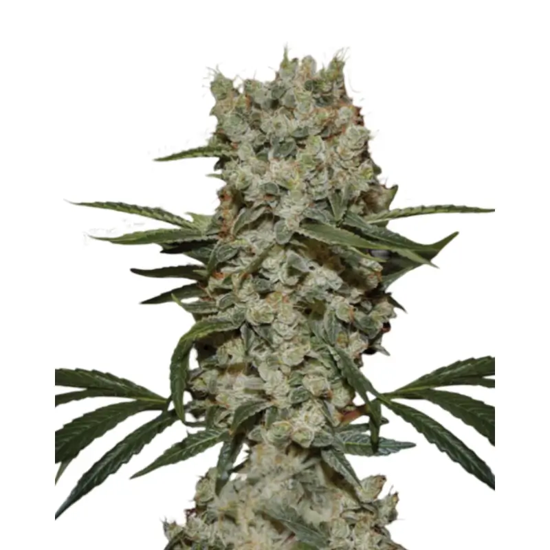 Super Silver x OG Kush 800