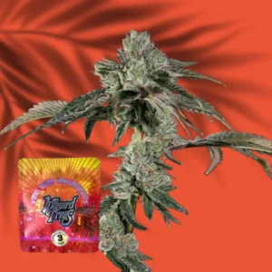 Wizard Trees Boiler Room – 3 Stück